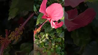 How to colour change in hibiscus flowers trending gardern hibiscus shortsfeed pollination [upl. by Lewis242]