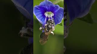 Was macht die Keulhornbiene eigentlich im WInter keulhornbiene wildbiene bienen [upl. by Nazus]