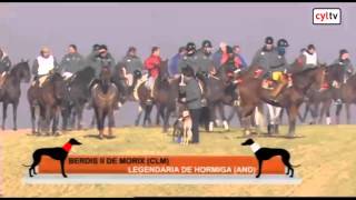 Octavos de final del Campeonato de España de Galgos en campo [upl. by Akiner]