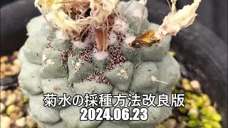 菊水の採種方法改良版 2024 06 23 [upl. by Lil]