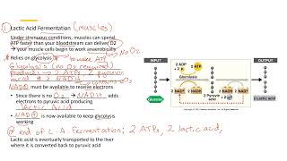 Lactic Acid Fermentation 2 [upl. by Gnap]