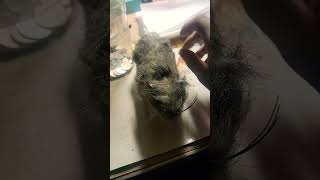 Gray hairy rat from Spirit Halloween grayhairyrat spirithalloween [upl. by Elleyoj91]