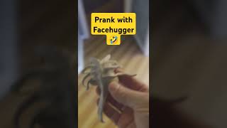 He Didnt Even Blink at the Facehugger Prank [upl. by Assilev511]