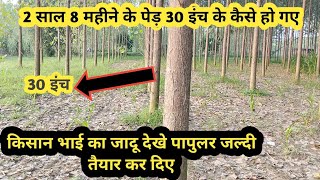 पापुलर को जल्दी कैसे तैयार किया  पापुलर की उन्नत खेतीpopular tree farming india [upl. by Serrano153]