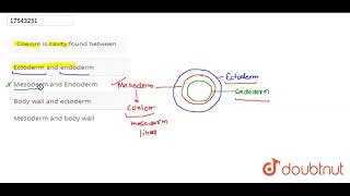 Coelom is cavity found between [upl. by Juxon734]