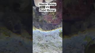 MANTIS SHRIMP vs PISTOL SHRIMP [upl. by Enywad]