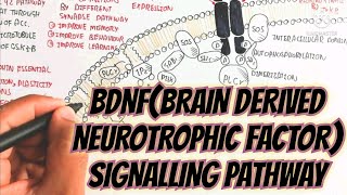 BDNFbrain derived neurotrophic factor signalling pathwayproduction processwhat is bdnf [upl. by Kilk441]