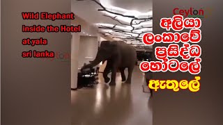 wild elephant in the hotel at yala elephant wildlifesrilanka [upl. by Drawyeh]