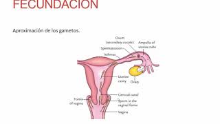 Fecundación Implantación y Desarrollo del Embrión  Obstetricia  Clase 12 [upl. by Leith470]