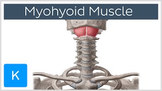 Mylohyoid Muscle  Attachments amp Function  Human Anatomy  Kenhub [upl. by Maudie462]