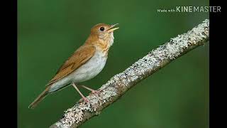 Veery Thrush song slowed down by 13 of original speed [upl. by Sadnak]