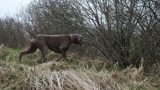 To know the smell 1st season of woodcock hunting training [upl. by Isbel]