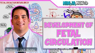 Embryology  Development of Fetal Circulation [upl. by Yankee]