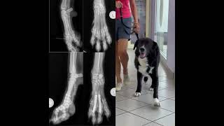 Canine metacarpalphalangeal arthrodesis vet veterinarian cvms [upl. by Medor444]