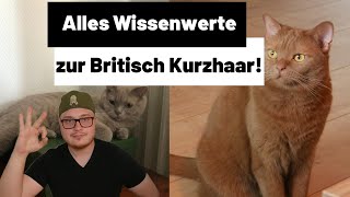 Britisch Kurzhaar Katze  Alles zur Haltung Wesen und Kosten [upl. by Eyt]