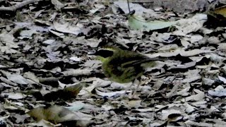 Yellowthroated Scrubwren at Mount Glorious [upl. by Treva653]