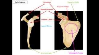 Appendicular Skeleton VIRTUAL LECTURE [upl. by Brand645]