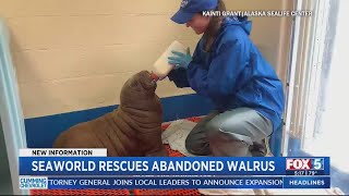 SeaWorld to care for walrus calf found alone on Alaska shore [upl. by Sybila]