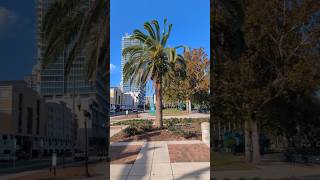 Date Palm Tree Fronds Sway in Wind at Lake Eola Park Orlando Florida [upl. by Eilatan]