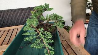 How to Create a Juniper bonsai for cheap Absolute best conifer bonsai for cascade style [upl. by Schaumberger]