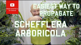 Easiest way to propagate Schefflera arboricola Dwarf Umbrella Tree [upl. by Kamila]