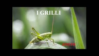 I GRILLI [upl. by Tower961]