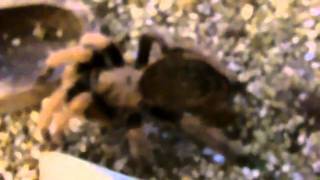 Tarantula Mythbuster Vid 14 Detailed Vid on Achalcodes [upl. by Nilyam404]