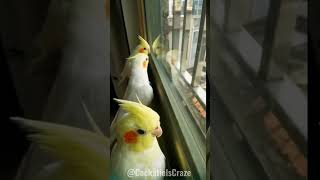 Cockatoo singing cookie song cockatoo funny shorts [upl. by Nichol]