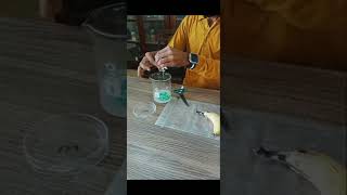 Extraction of DNA from Banana Genetics ii Lab 🧪 labwork [upl. by Lawtun]