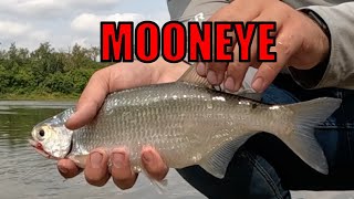 How to Fish for Goldeye and Mooneye  Fishing The North Saskatchewan River [upl. by Livi]