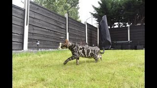 How to DIY Cat Proof Your Garden Fence or Wall [upl. by Eartnoed]