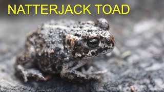 Natterjack Toad Epidalea calamita  European Herptiles [upl. by Valerlan738]