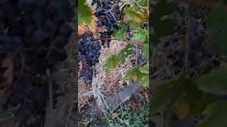 Grapes in summer gardner farming viralshort nature mrgardner823 [upl. by Atsirt650]