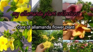 allamanda flower plant care and my collection of allamanda [upl. by Meter]