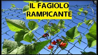 Fagiolo rampicante di spagna da semina a raccolta [upl. by Etnoved431]