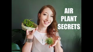 HOW TO GROW AND CARE FOR AIR PLANTS  TILLANDSIA [upl. by Ahsilet]