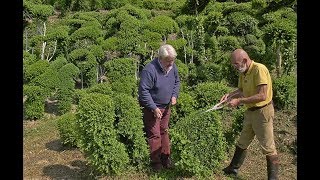 COMMENT BIEN TAILLER ET SCULPTER LE BUIS TECHNIQUE ET CONSEILS DUN JARDINIER TRÈS INSPIRÉ [upl. by Nalloh]