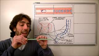 3 Sistema Digestório  Fisiologia  Movimentos do Trato Lei do Intestino Hormônios Envolvidos [upl. by Odrawde]