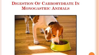 Digestion Of Carbohydrate In Monogastric AnimalsVeterinaryPhysiology [upl. by Hagood802]