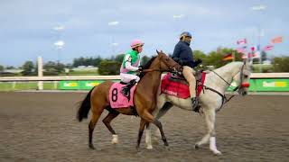 Gulfstream Park Replay Show  September 13 2024 [upl. by Eolhc513]