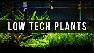 SIMPLE PLANTED AQUARIUM SETUP [upl. by Hsuk838]