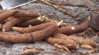 Culture de manioc en Côte dIvoire [upl. by Aihsyla]