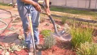 How to Dig Up Ornamental Grasses [upl. by Ruffo]