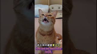 SINGING CAT Baozi A boy from China [upl. by Linker315]