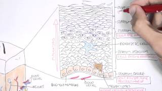 The Skin Anatomy Physiology and Microbiology [upl. by Nelram124]