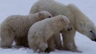 The Inuit Way of Life [upl. by Jessi]