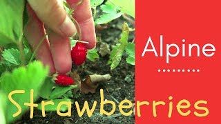 How to Grow ALPINE Strawberries from SEED to FRUIT [upl. by Schramke]