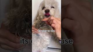 stop doing this to your dog pets dog [upl. by Kindig899]