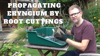 How to Take Vertical Root Cuttings of Eryngiums  Propagate Eryngium Sea Holly Perennial Plants [upl. by Suoiluj]