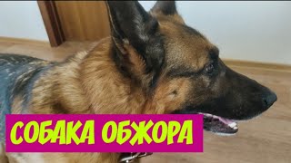 НЕМЕЦКАЯ ОВЧАРКАСОБАКА ОБЖОРА [upl. by Onitsuj]